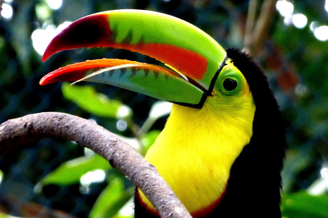 toucan-4240727_1920.jpg